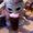 Photo of Sher B.