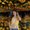 Photo of Eevee ..