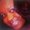 Photo of Lamanda D.