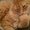 Photo of Cat K.