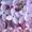 Photo of Lilac B.