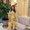 Photo of Noor K.