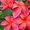 Photo of Plumeria Gallery M.