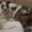 Photo of T T.