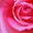 Photo of Rose H.