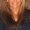 Photo of Linda A.
