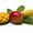 Photo of Mango M.