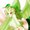 Photo of Emerald S.