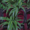 Photo of Plant P.
