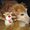 Photo of Monzi S.