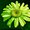 Photo of Green D.