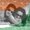 Photo of Raunak K.