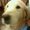 Photo of Cosmo T.