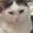 Photo of Cat N.