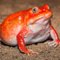 Tomato Frog .. profile picture