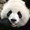 Photo of Qui Qui O.
