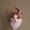 Photo of Tulip L.