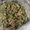 Photo of Canna C.