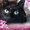Photo of Bramble B.