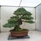 Bonsaiguru M.