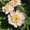 Photo of Rose C.