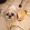 Photo of Winkie U.