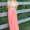 Photo of Kaitlin M.