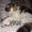 Photo of Sweetpea N.