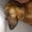 Photo of Sparky W.