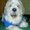 Photo of Dave F.