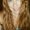 Photo of Meggers D.