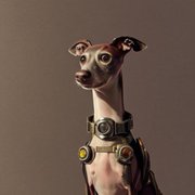 google avatar