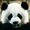 Photo of Panda P.