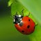 Ladybug 1. profile picture