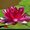 Photo of Lotus F.