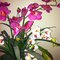 Karen T. photo
