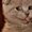 Photo of Cat Tuong N.