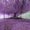 Photo of Y R.