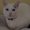 Photo of Ivory K.