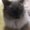 Photo of Lorie K.
