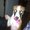 Photo of Rhesus M.