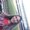 Photo of Daniela A.