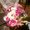 Photo of Tanisha F.