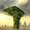Photo of Andrew B.