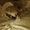 Photo of M M.