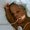 Photo of Shontal C.