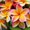 Photo of Plumeria ..
