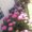 Photo of TRANG T.
