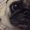 Photo of Pug D.