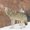 Photo of Wolf S.